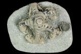 Two Fossil Crinoids (Onychocrinus & Camptocrinus) - Indiana #122982-1